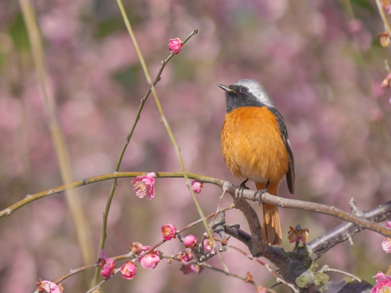 3月。鳥の写真。